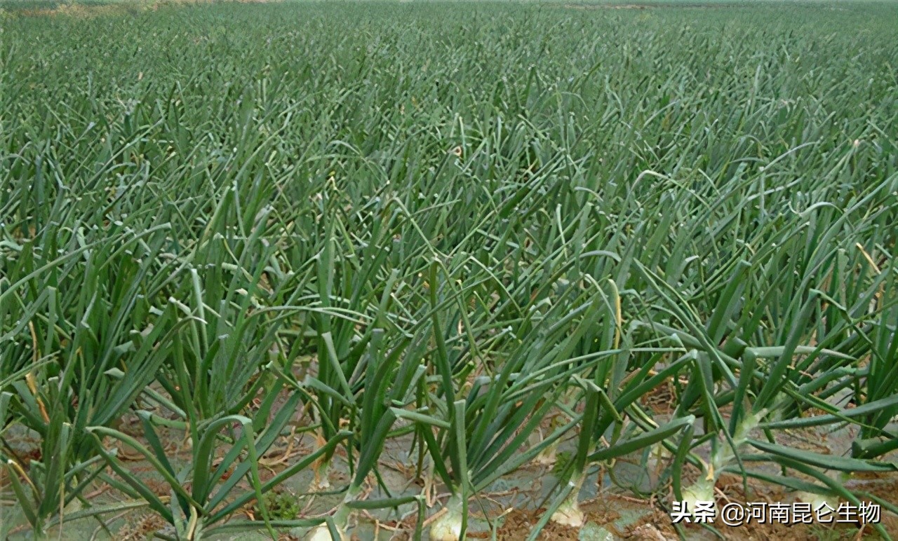 洋葱烂根的治疗方法,洋葱苗干尖黄叶用什么药