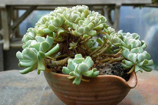 特玉莲有紫色吗,特玉莲多肉的姿态