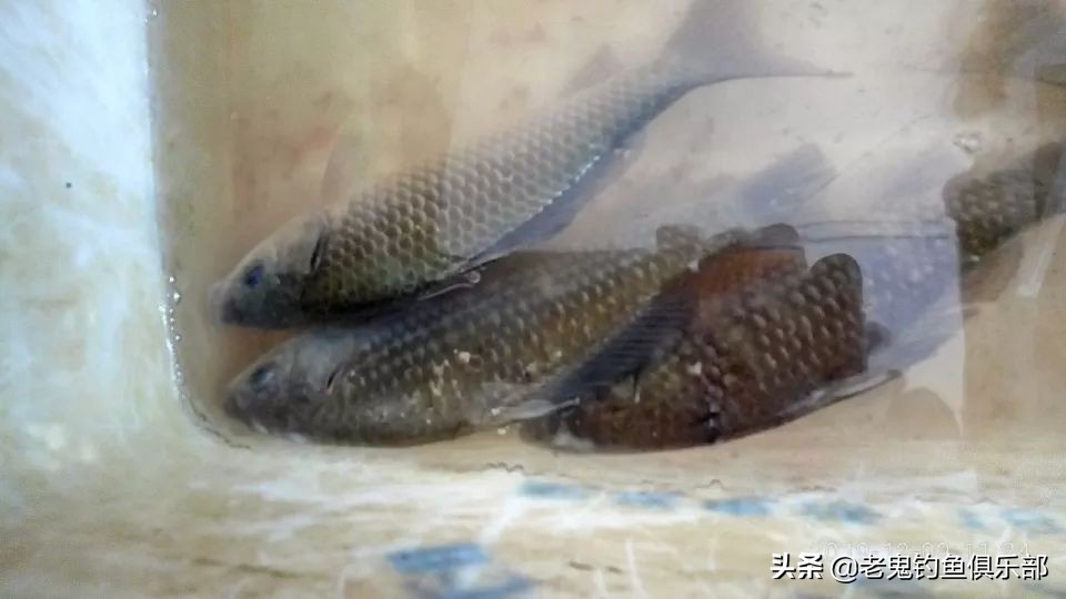 老船塘作钓，用鬼饵体验惊喜