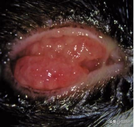 猫咪眼睛痒一直挠用什么眼药水,猫咪眼睛结膜炎怎么治疗