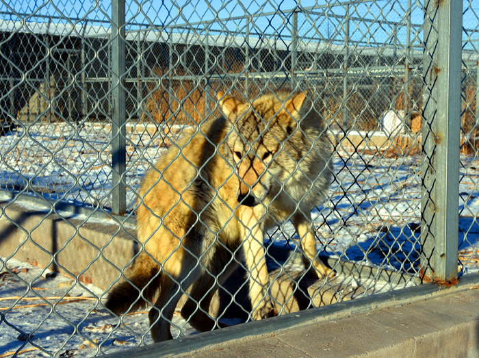 内蒙古狼旅游,内蒙古狼族自驾游视频