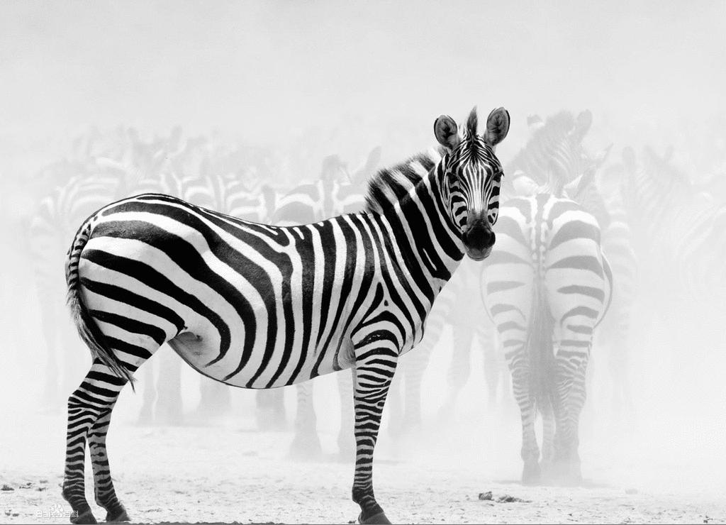 斑马zebra医疗,zebra斑马有什么科技