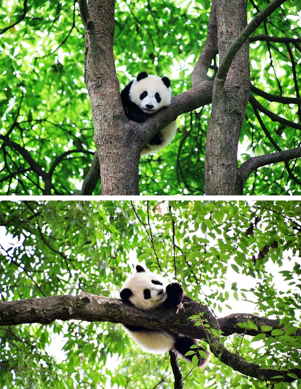 雅安旅行攻略亲子游,雅安市旅行攻略自由行路线