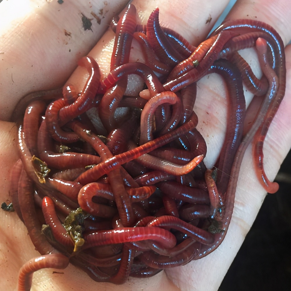 蚯蚓哪种挂法中鱼率高,蚯蚓挂饵调漂