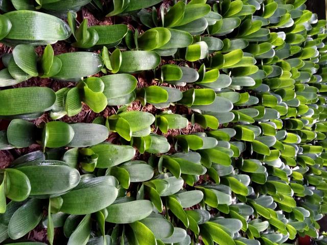 君子兰的繁殖方法怎么栽,君子兰如何繁殖才能长得更高