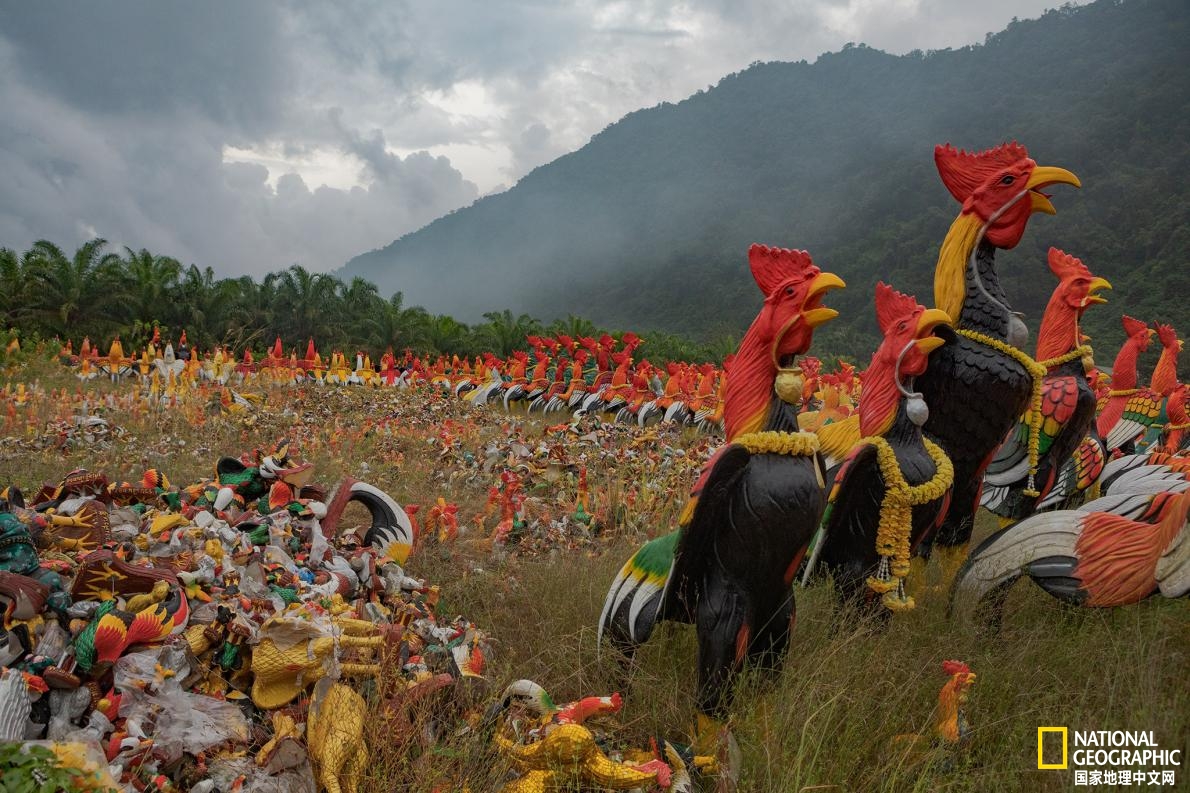 泰国蛋童旅游热潮,泰国蛋童引发旅游热潮