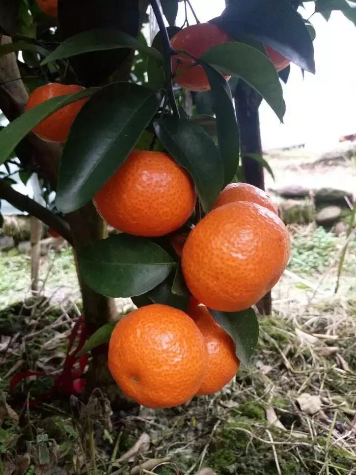 贡柑柑橘,柑橘沃柑和脐橙的区别
