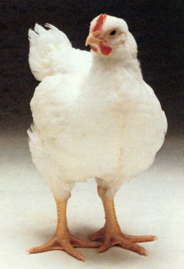 关于鸡的这些冷知识,你都知道吗?