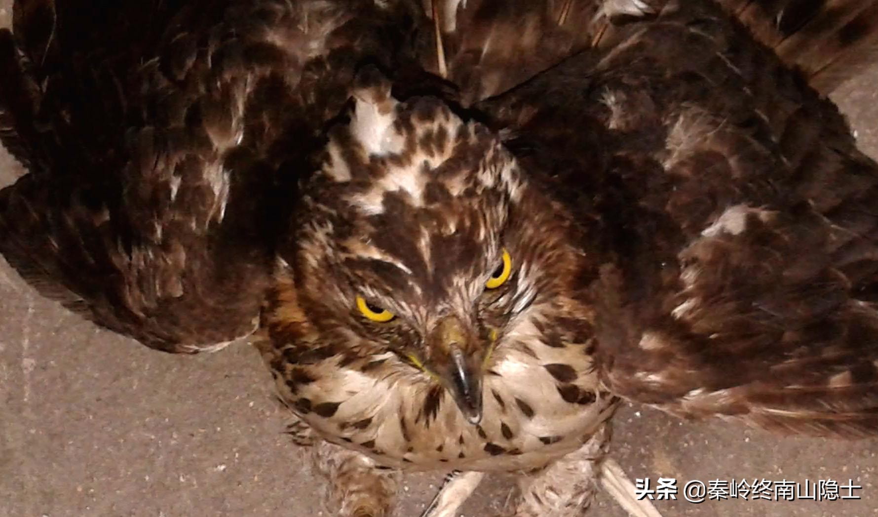 偶遇一只受伤的鸟类,发现一只受伤的鹰隼怎么处理