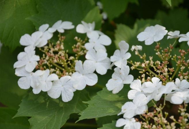 琼花是什么花长在哪里,琼花到底是什么花啊