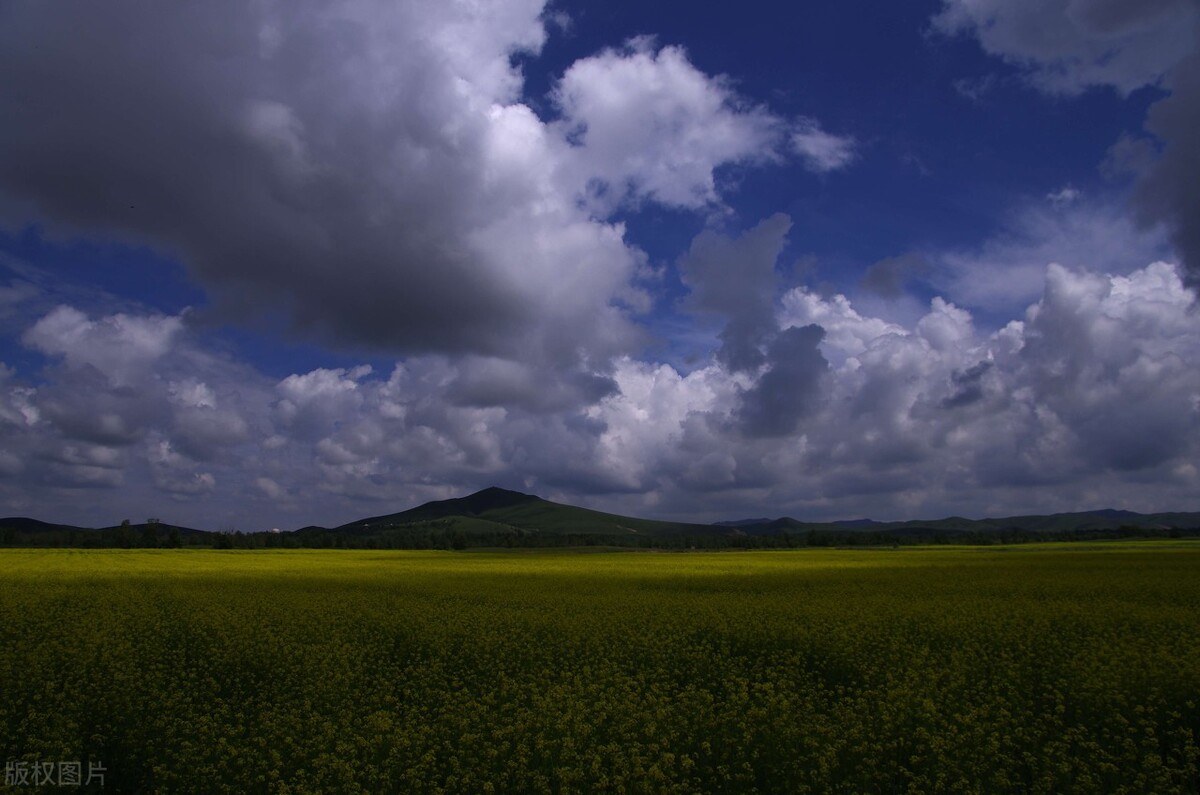 干枯的口蘑,真正的口蘑
