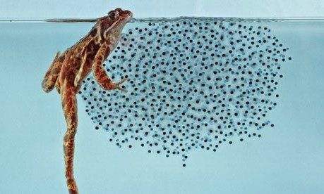 鸟类防御,鸟类保护措施