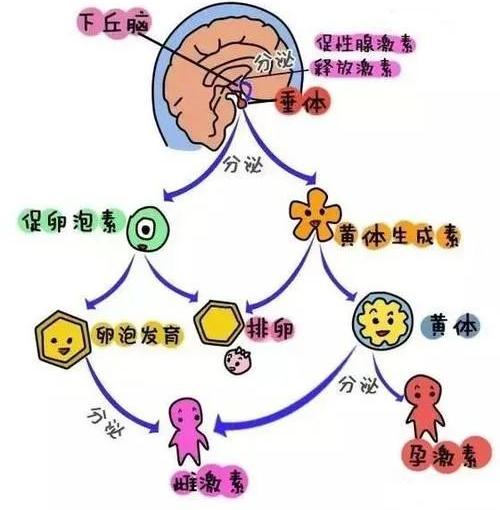 维秘超模七年不来月经！她们的“健康美”让无数效仿者身体垮掉