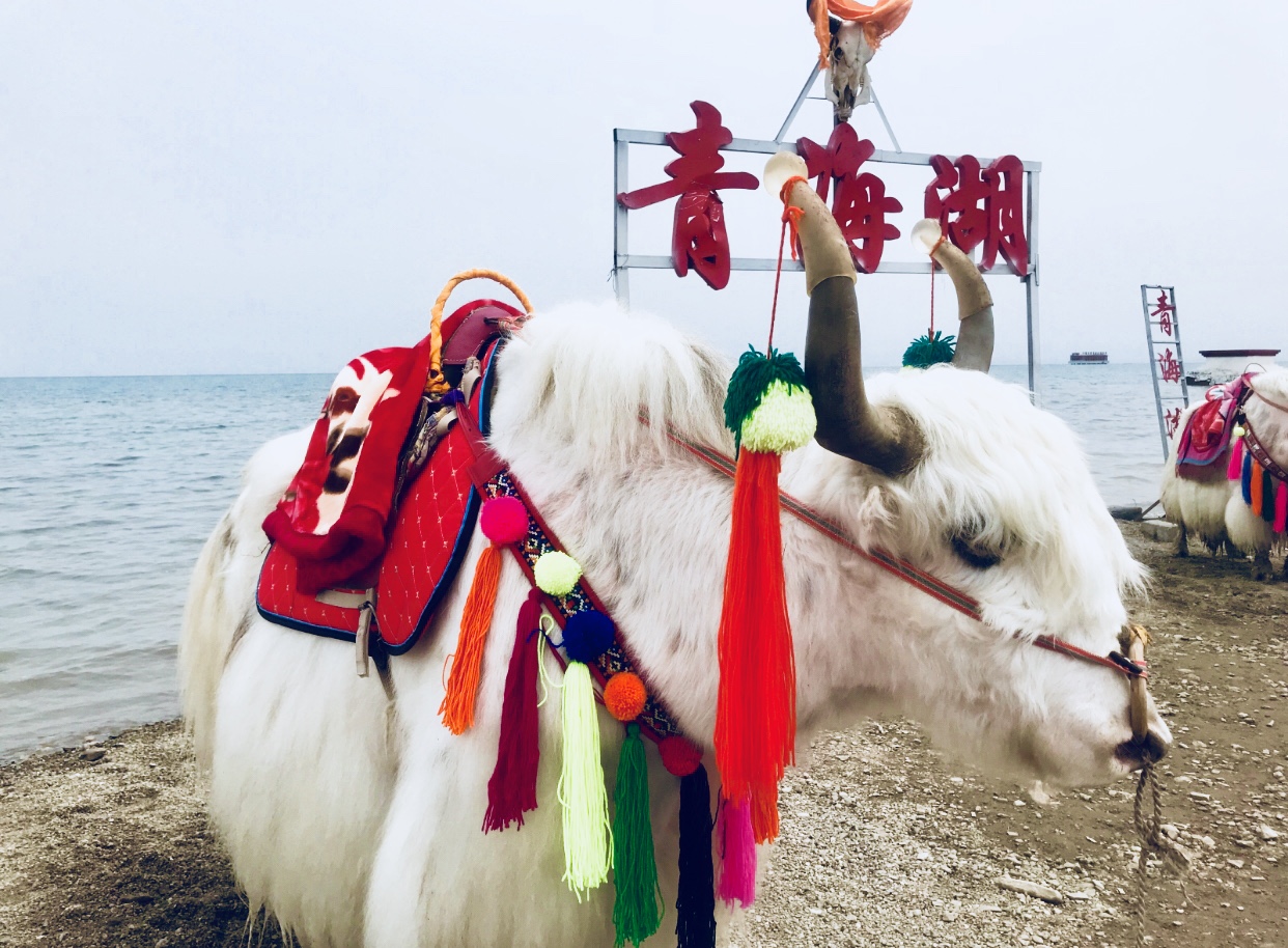 玩转西宁攻略,青海西宁之旅