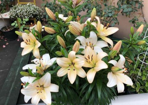 盆栽百合需要怎么施肥,百合花种球发芽后怎么施肥