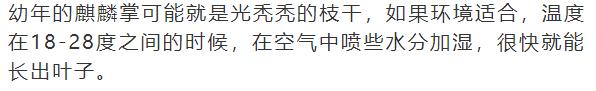 什么花放在家里最好看最实用,放家里风水好又好养的花有哪些