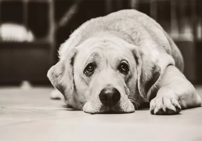 狗狗流鼻血是什么病的前兆,狗狗鼻口有白色浓鼻涕是怎么回事