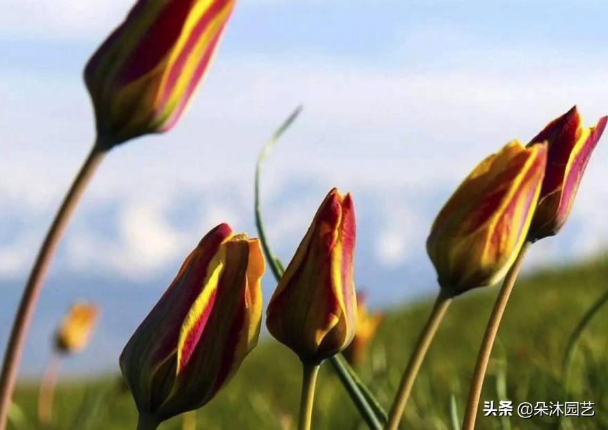 郁金香花的花语和图片大全,花艺知识花材有哪些种类