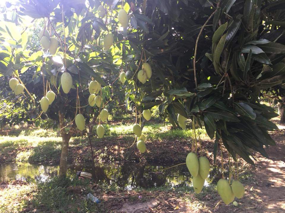 越南芹苴水上活动,越南芹苴水上市场
