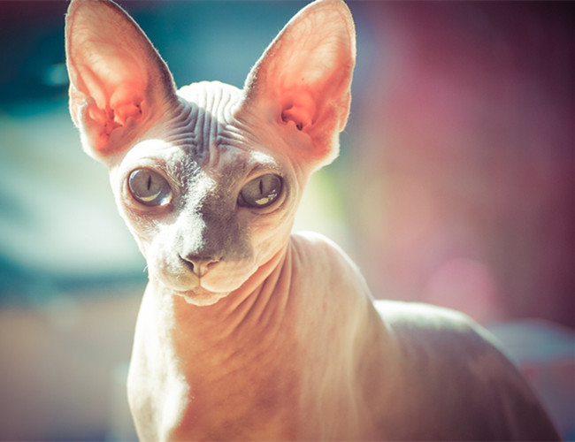 为什么喜欢斯芬克斯猫,斯芬克斯猫亲近人吗