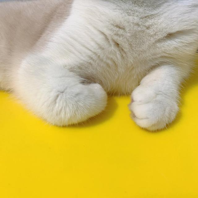 养稀有的英短是什么体验,英短乳白冷知识