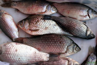 鲫鱼出血型暴发性鱼病,鲫鱼暴发性出血病的治疗