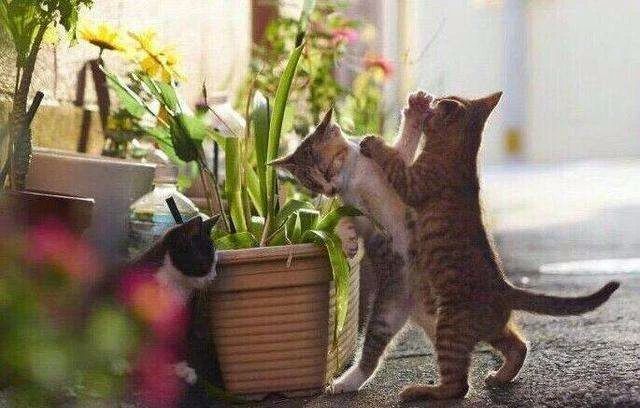 养猫后满屋子毛怎么办,家里养猫掉毛怎么处理