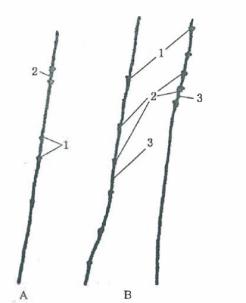 鸭羽绒好还是鹅绒衣服好,鸭毛绒和鹅绒的区别