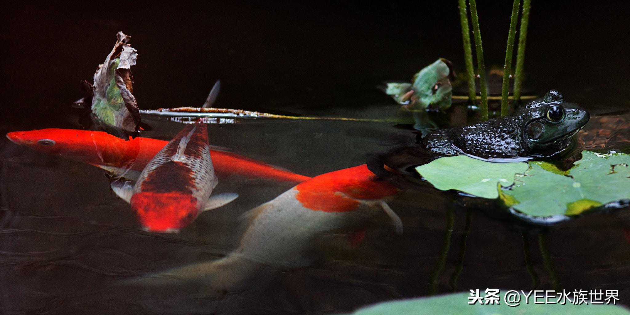 养鱼的心酸和感受,养鱼其实也是一个自我磨练的过程