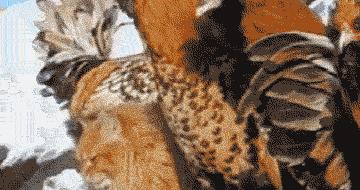 能不能养宠物鼠狗兔猫,能不能养宠物鼠猫狗呢