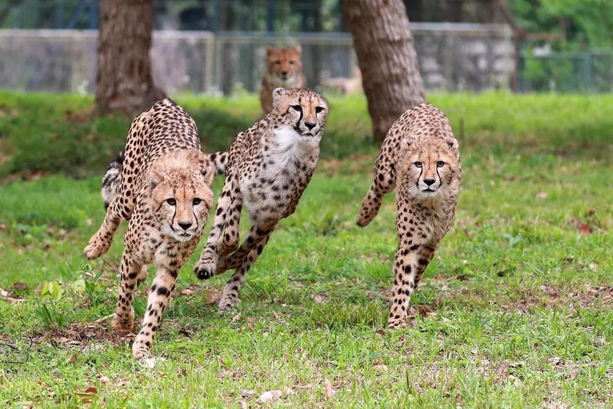 上海野生动物园门票预订app,上海野生动物园门票