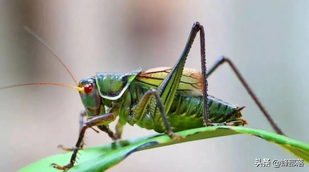 在农村养这9大资源昆虫,许多农民盖新房开豪车,魅力何在?