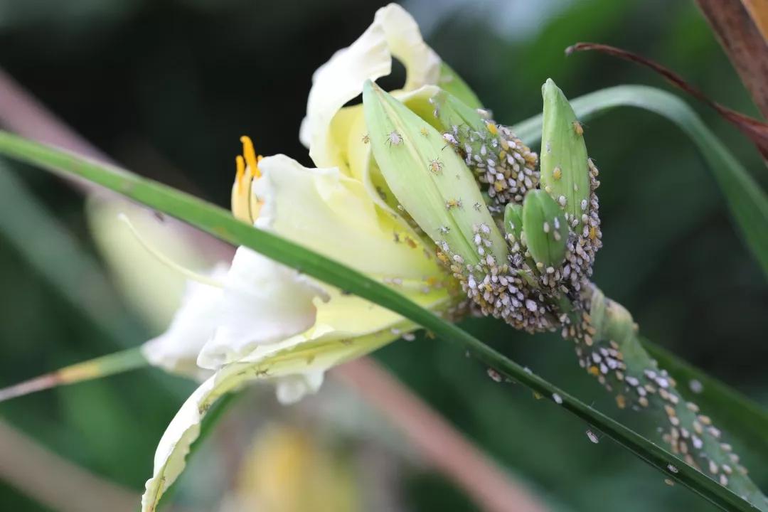 建一座完全不打药的生态花园,所有生命在这里和谐共处,值得收藏
