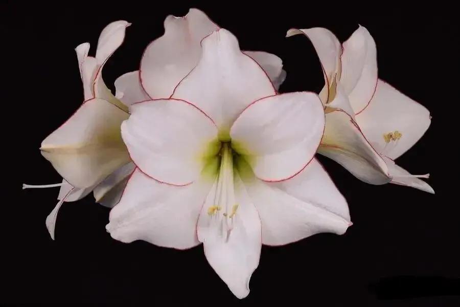 老北京歇后语无依无靠,老北京骂人的歇后语