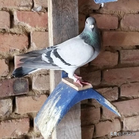 小鸽子被车撞飞,小鸽子家飞丢了