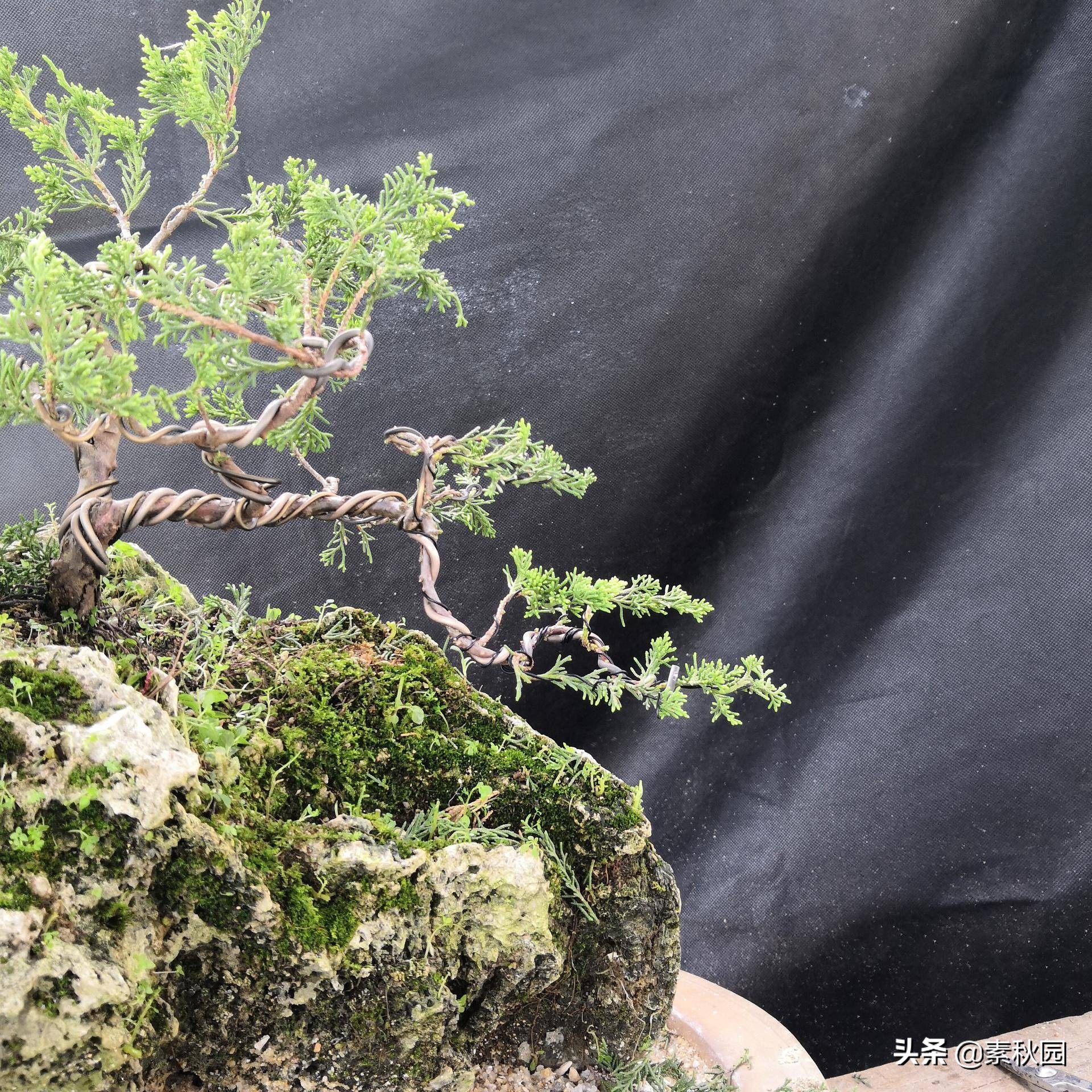 关于系鱼川真柏苗与铝线在石头上发生的那些事儿