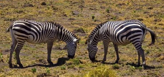 鼻炎吃西替利嗪和氯雷他定,盐酸西替利嗪片和氯雷他定治鼻炎