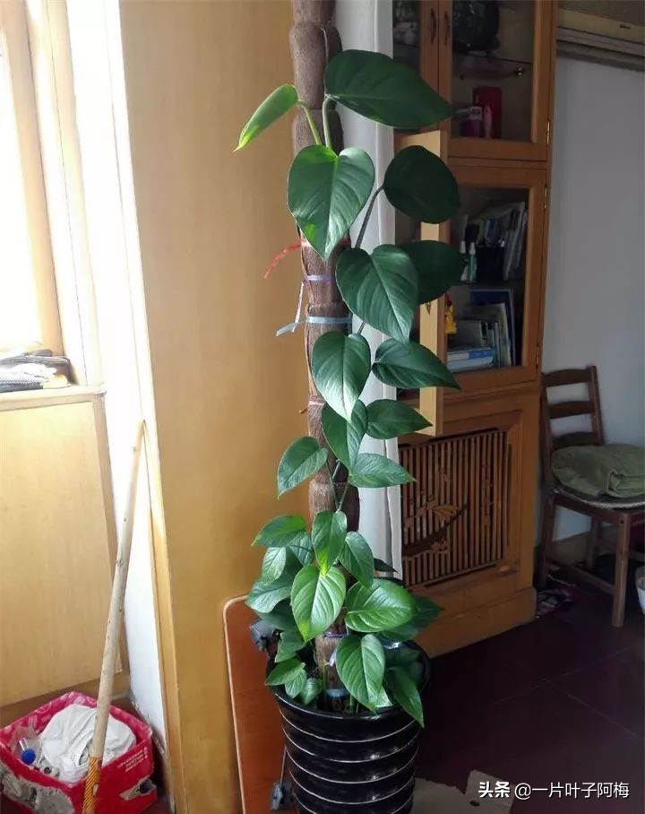 绿萝为什么叶子越来越小,绿萝为啥叶子越养越小