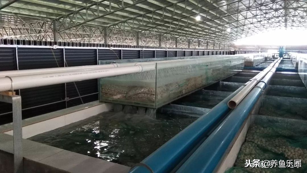 这位土豪家的渔场,光滤材就花了500多万,你确定不要见识一下?