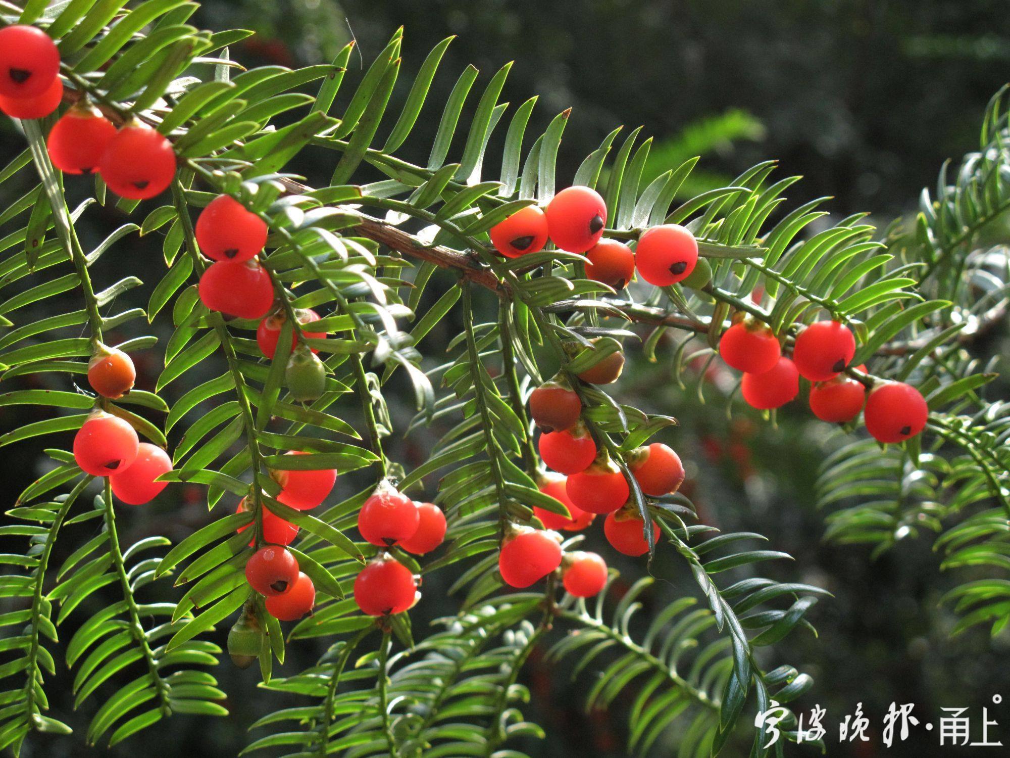 四明山美景,宁波四明山枫叶美景