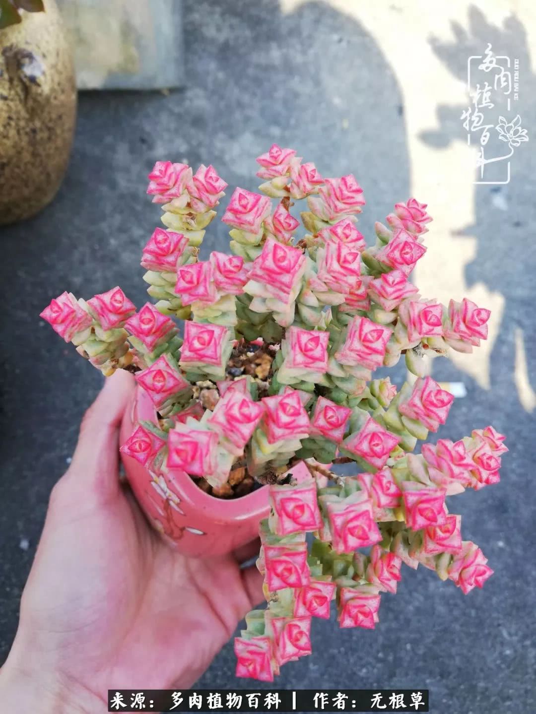 多肉寒冬中茁壮成长,多肉岁月的沉淀
