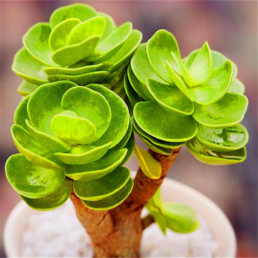 金钱木怎么养才能让它枝繁叶茂,金钱木叶片有蓝色的点点