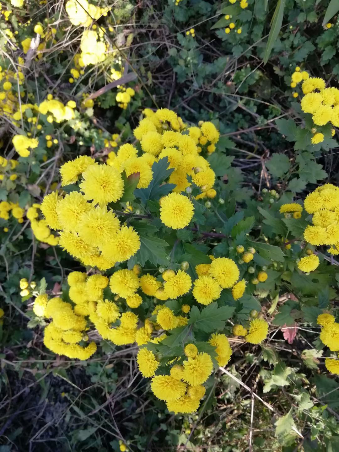 野菊花也有春天,野菊花秋天能播种么