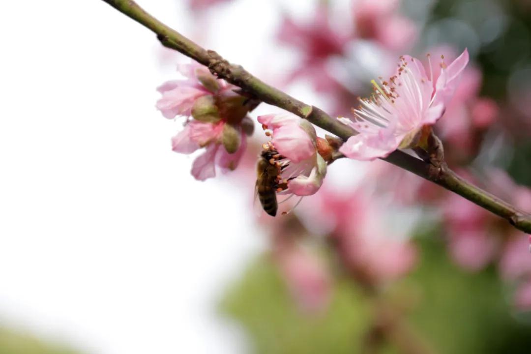 迎接校园里的百花齐放,教室窗外百花齐放