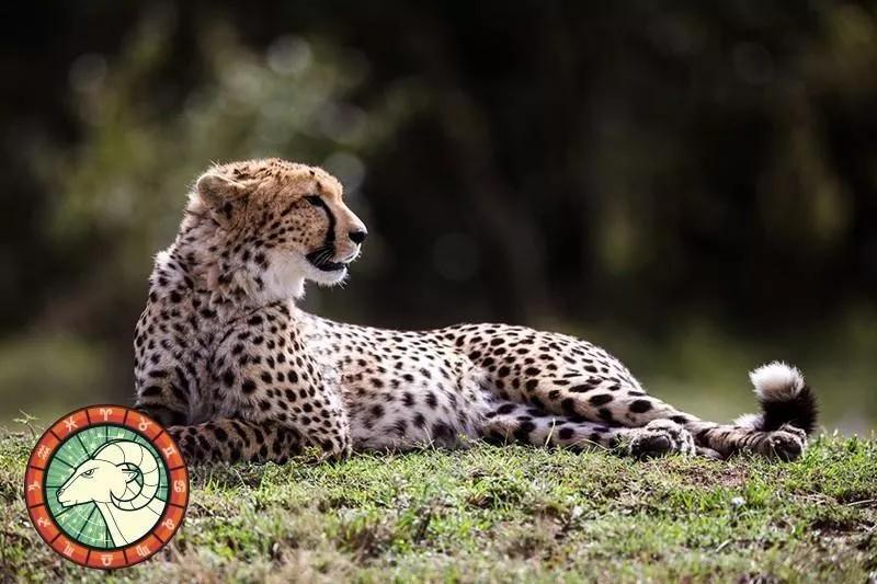 十二星座运势野兽,如何知道自己星座最适合的动物