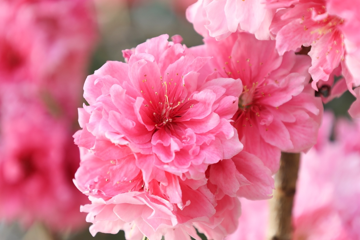 佳能rf镜头性价比高的推荐,佳能rf广角镜头最便宜的推荐