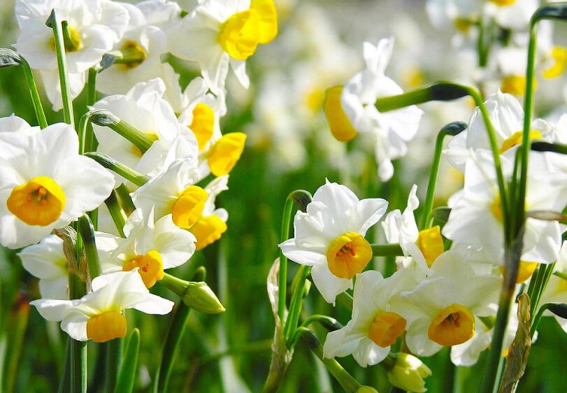 水仙花叶子黄了用什么办法挽救,水仙花有黄叶怎么补救