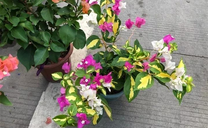 刚到家的花很好没多久就黄叶,买回来的花很快就蔫的原因