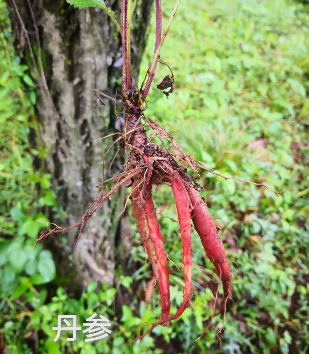 采药终南山,采药山