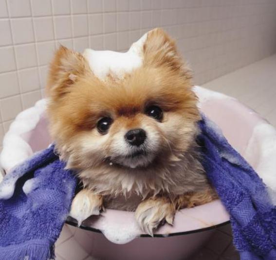 怎么挑选好的博美犬,如何选到健康的博美犬